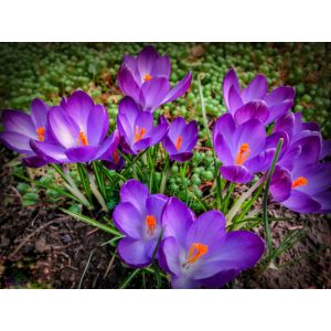 Crocus tommasianus Ruby Giant - Krókusz