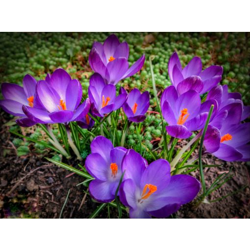 Crocus tommasianus Ruby Giant - Krókusz