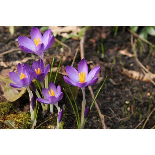 Crocus tommasianus Whitewell Purple - Krókusz