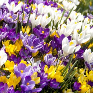 Crocus vernus Mix - Krókusz