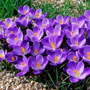 Crocus vernus Remembrance - Krókusz