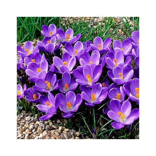 Crocus vernus Remembrance - Krókusz