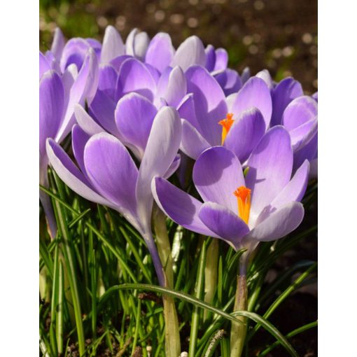 Crocus vernus Vanguard - Krókusz