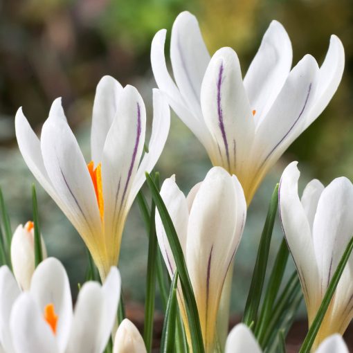 Crocus versicolor Picturatus - Krókusz