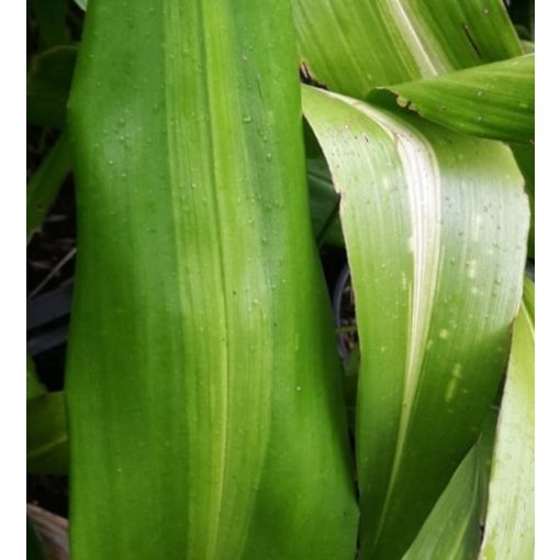 Aspidistra lurida Striped Leaves