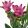 Curcuma alismatifolia Pink Wonder