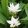 Curcuma alismatifolia White Woner - Kurkuma