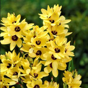 Ixia Yellow Emperor (5/+) - Lépliliom