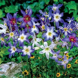 leucocoryne-Mix