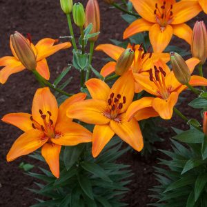 Lilium Abbersville Pride - Liliom