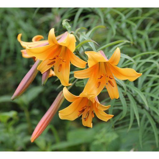 Lilium African Queen - Liliom