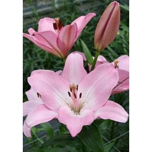 Lilium Albufeira (14/+) - Liliom