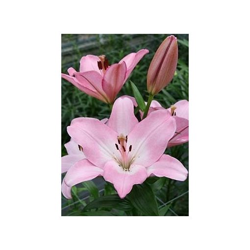 Lilium Albufeira (14/+) - Liliom