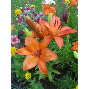 Lilium Amateras (14/+) - Liliom