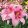 lilium-Asiatic-Pink