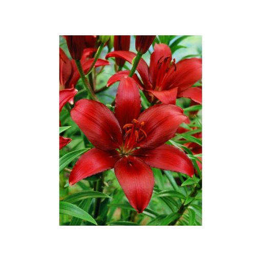 lilium-Asiatic-Red