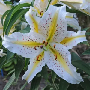 Lilium Auratum (14/+) - Liliom