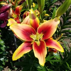 Lilium Avalon Sunset (14/+) - Liliom