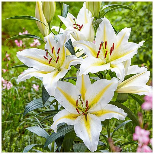 Lilium Bafferari - Liliom