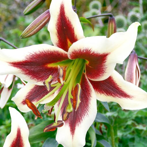 Lilium Beverly Dreams - Liliom