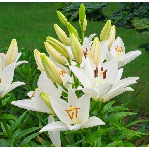 Lilium Bright Diamond - Liliom