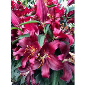 Lilium Budapest (14/+) - Liliom