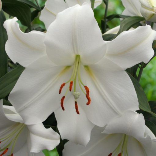 Lilium Casablanca - Liliom