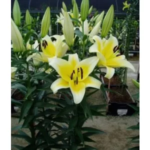 Lilium Catina (14/+) - Liliom