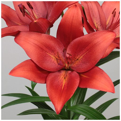 Lilium Cayenne (14/+) - Liliom