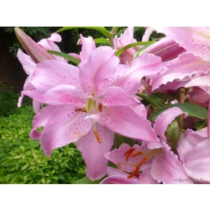 Lilium Chelsea - Liliom