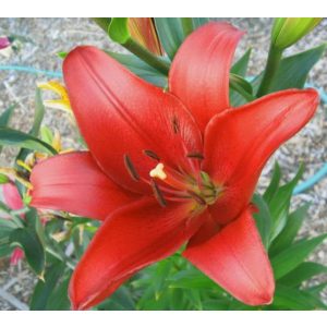 Lilium Colares (14/+) - Liliom