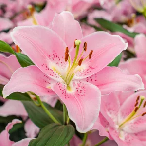 Lilium Companion (14/+) - Liliom