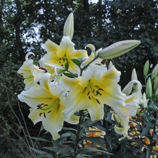 Lilium Conca dOr - Liliom