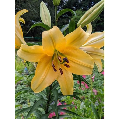 Lilium Corcovado - Liliom