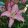 Lilium Corinthe (14/+) - Liliom