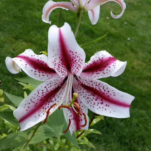 Lilium Dizzy - Liliom