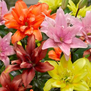 lilium-Double-Asiatic-Mix