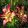 Lilium Double Sensation - Liliom