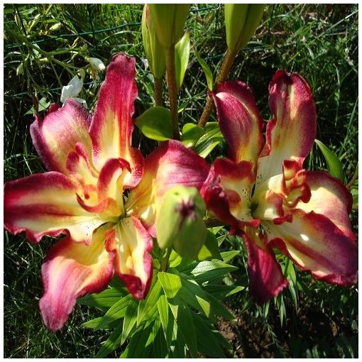 Lilium Double Sensation - Liliom