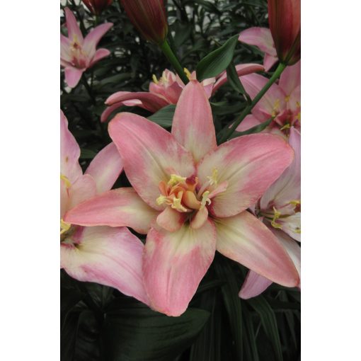 Lilium Double Trouble - Liliom