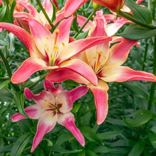 Lilium Easy Dream - Liliom