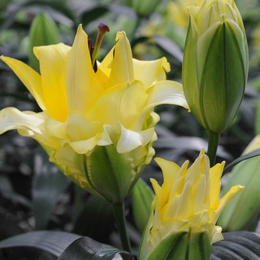 Lilium Exotic Sun - Liliom