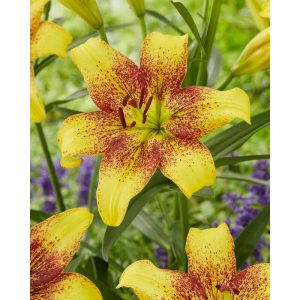 Lilium Gold Stone