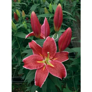 Lilium Indiana - Liliom