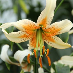 Lilium Lady Alice - Liliom