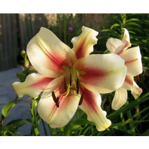 Lilium Lavon (14/+) - Liliom