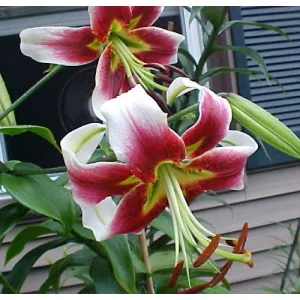 Lilium Leslie Woodriff (14/+) - Liliom