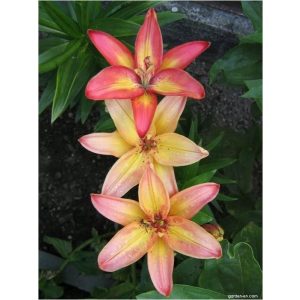 Lilium Linda - Liliom