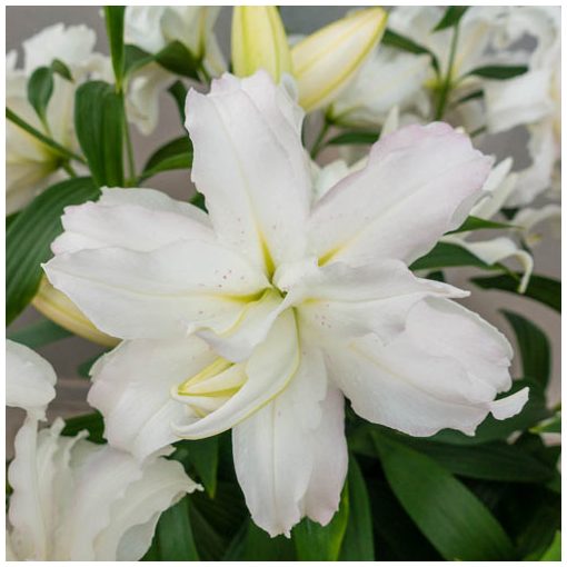 Lilium Lotus Beauty - Liliom