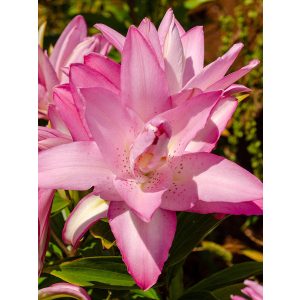 Lilium Lotus Dream - Liliom